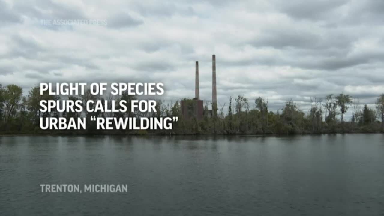 Shrinking habitat spurs 'rewilding' in cities